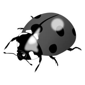 Ladybug